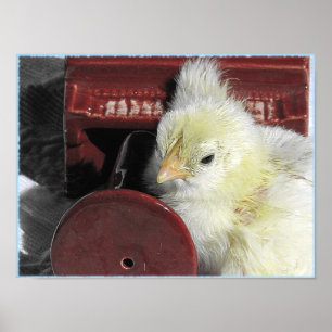 Piano Chick Vintage Look Photo Poster