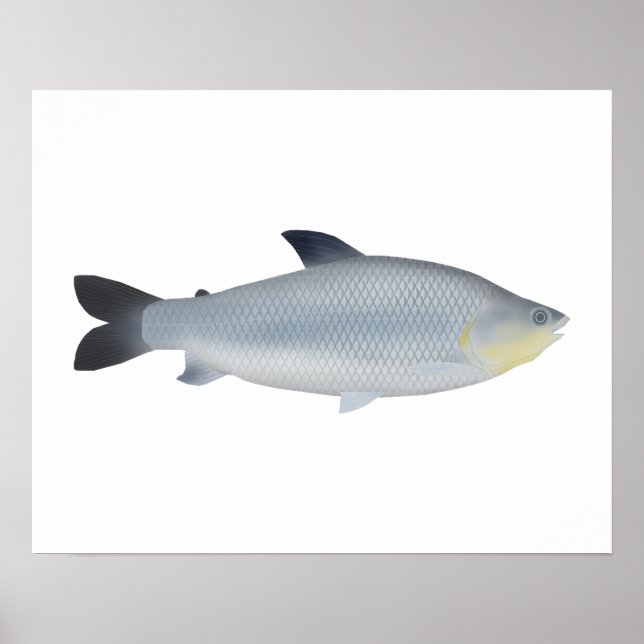 Piauçu Poster (Front)