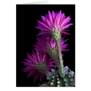 Piazza cactus flower