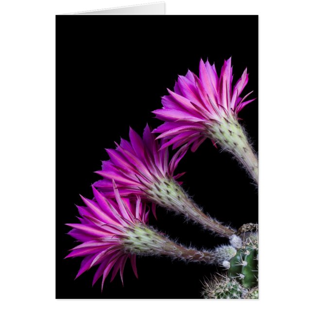 Piazza from all around (Front)