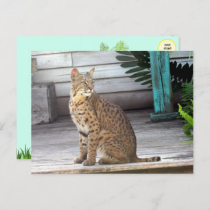 Pic of a Florida Bobcat Postcard