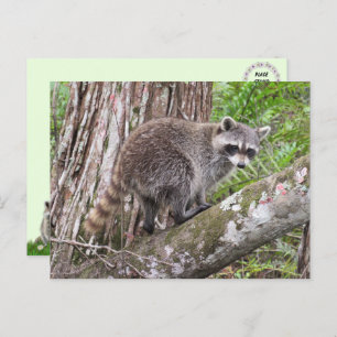 Pic of a Foraging Racoon Postcard