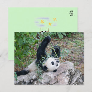 Pic of a Giant Panda Postcard