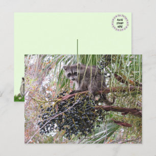Pic of a Young Racoon Eating Berries Postcard