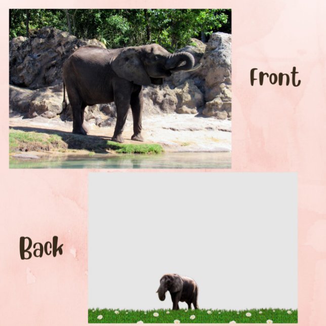 Pic of an African Elephant Flat Card (elephant flat card)