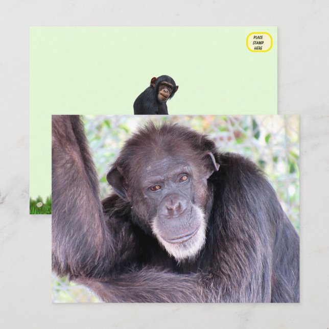 Pic of Chimpanzee Postcard (Front/Back)