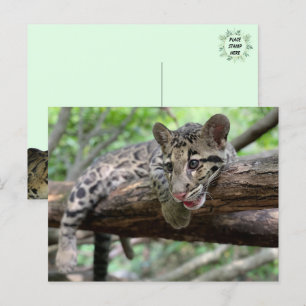 Pic of Clouded Leopard Cub Postcard