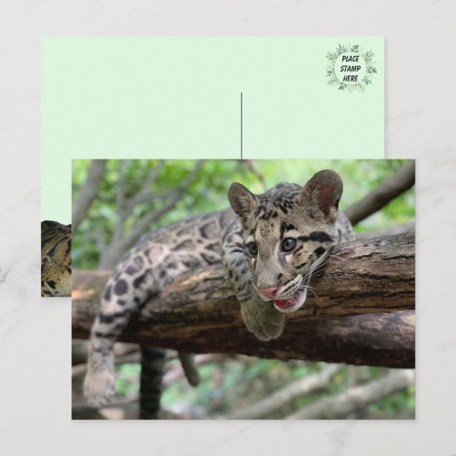 Pic of Clouded Leopard Cub Postcard (Front/Back)