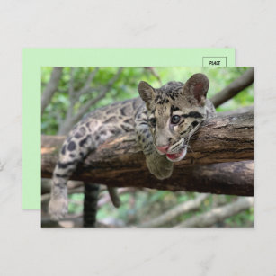 Pic of Clouded Leopard Cub Postcard