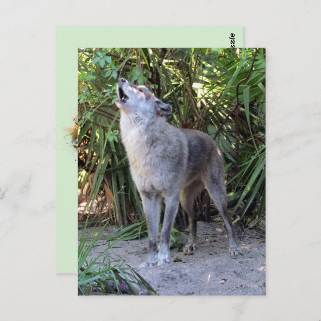 Pic of Howling Wolf Postcard (Front/Back)
