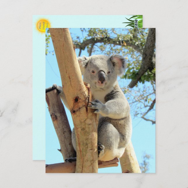 Pic of Koala - Australian Wildlife Photography Postcard (Front/Back)