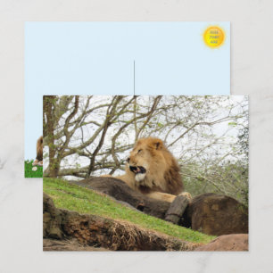 Pic of Lion Roaring Postcard