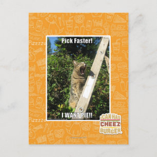 Pick Faster! Postcard