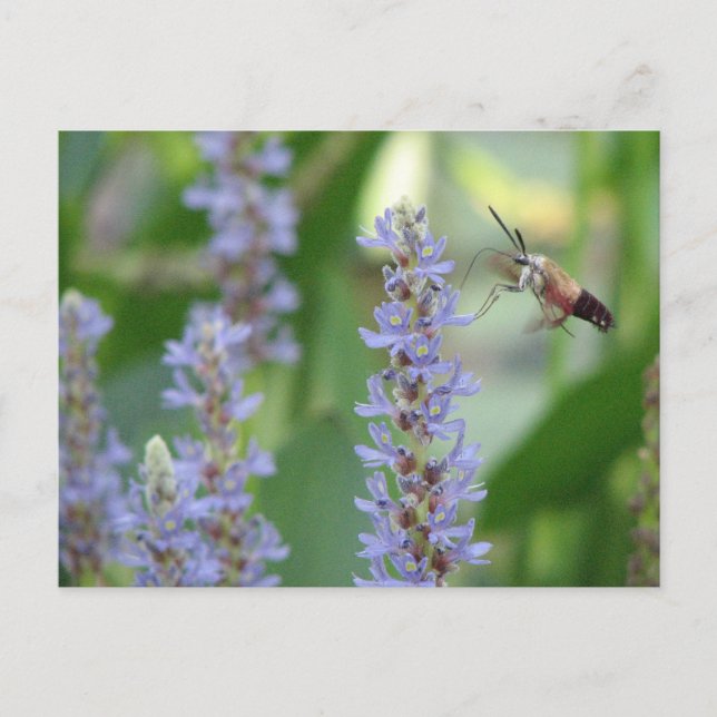 Pickerel and Moth Postcard (Front)