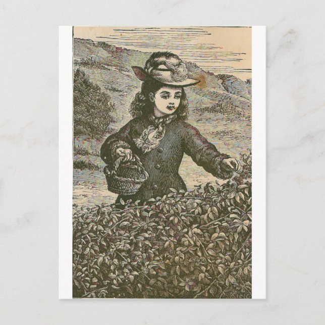 Picking Berries Postcard (Front)