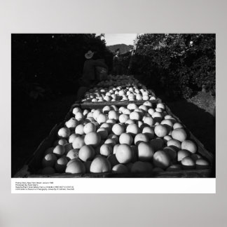 Picking Citrus, January 1956 by Ansel Adams Poster