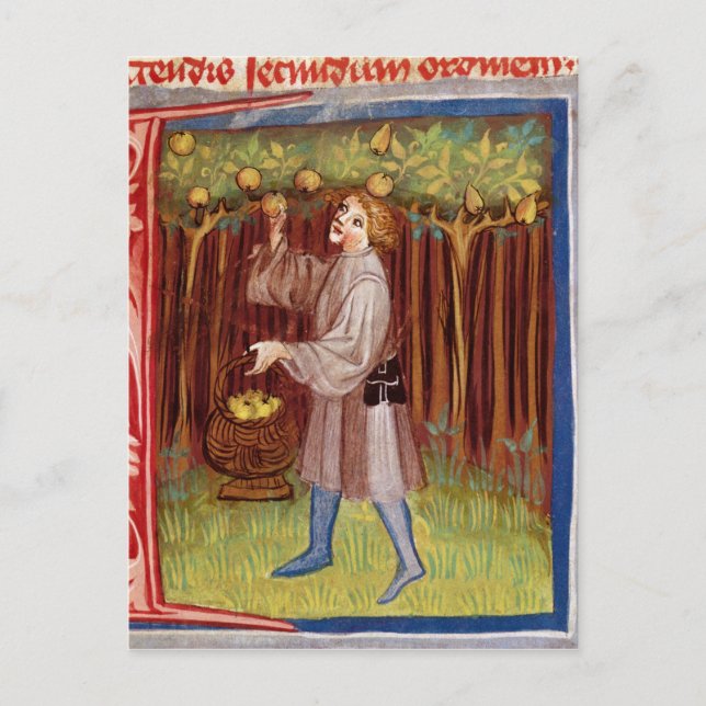 Picking fruit postcard (Front)