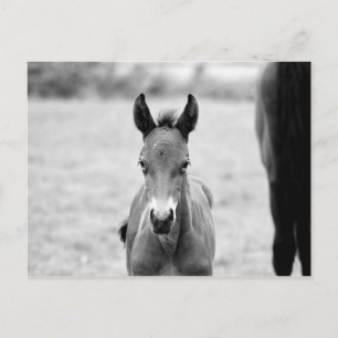 Pickle the Foal Postcard