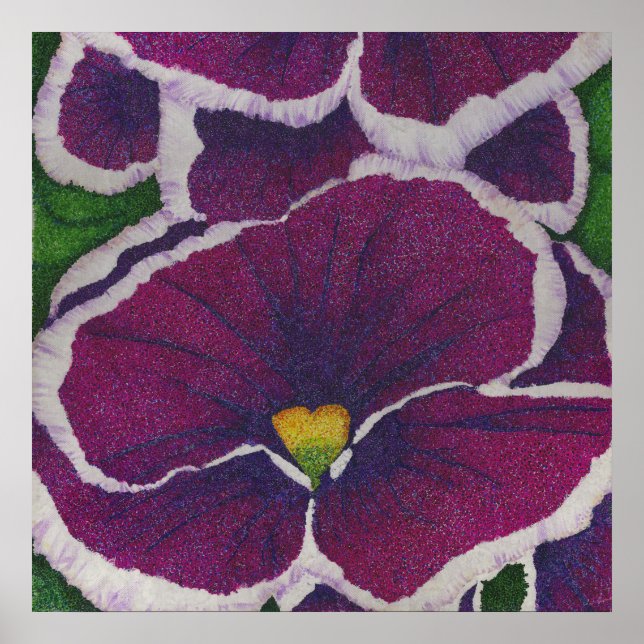 Picottee Pansy Poster (Front)