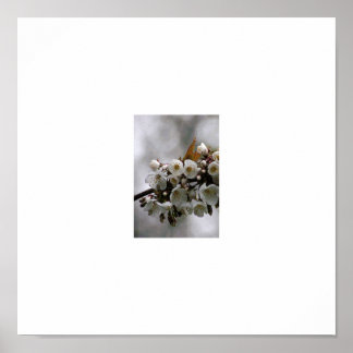 picture frame poster