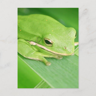 Picture of a Tree Frog Postcard
