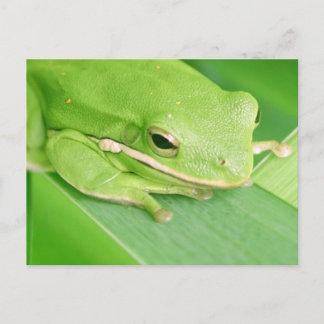 Picture of a Tree Frog Postcard