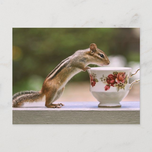 Picture of Chipmunk with China Teacup Postcard (Front)