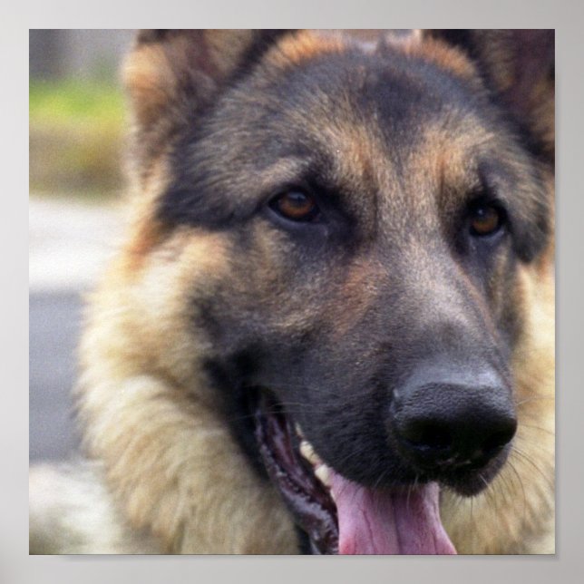 Picture of German Shepherd Poster (Front)