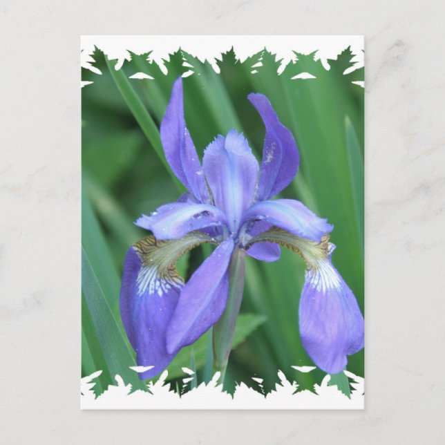 Picture of Iris Postcard (Front)
