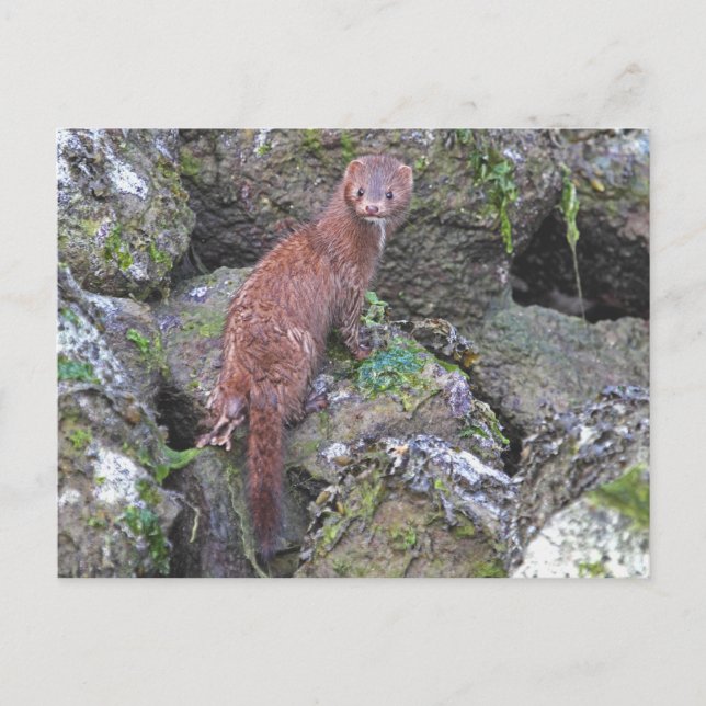 Picture of Mink Postcard (Front)