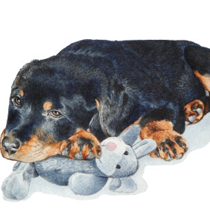 picture of puppy cuddling teddy rottweiler dog
