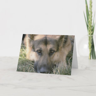 Picture Perfect Cute Puppy Dog Card