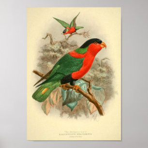 pictures of birds gifts posters vintage posters