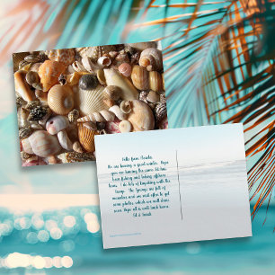 Pictures of Seashells Photography Postcard