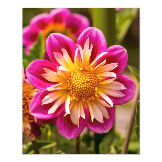 Picturesque Dahlia Photo Print (Front)