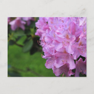 Picturesque Rhododendron Postcard