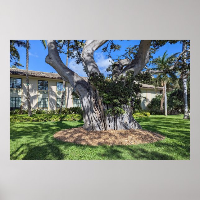 Picturesque Tree Poster (Front)