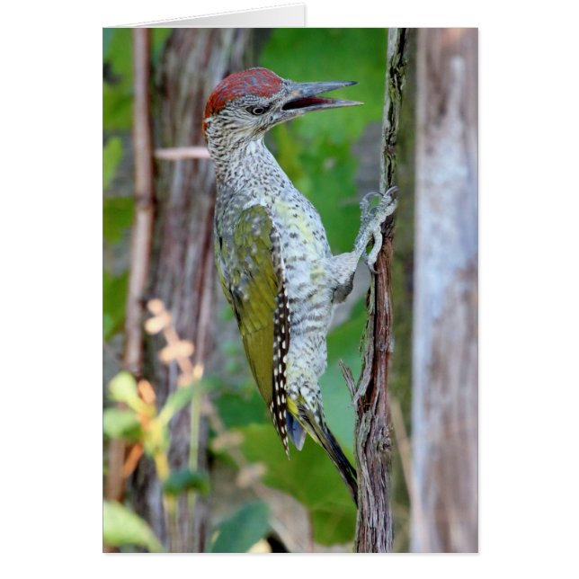 Picus viridis (Front)