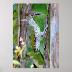 Picus viridis poster
