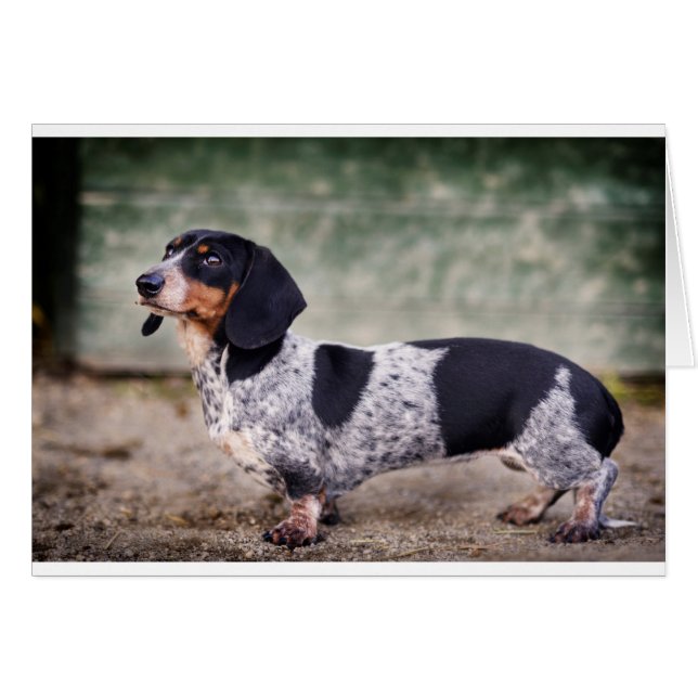Piebald dachshund (Front Horizontal)