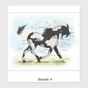 Piebald Overo Pinto Horse Equestrian Anatomy Chart
