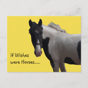 Piebald Paint Pony Postcard