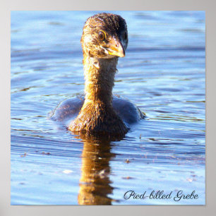 Pied-billed Grebe Bird Poster