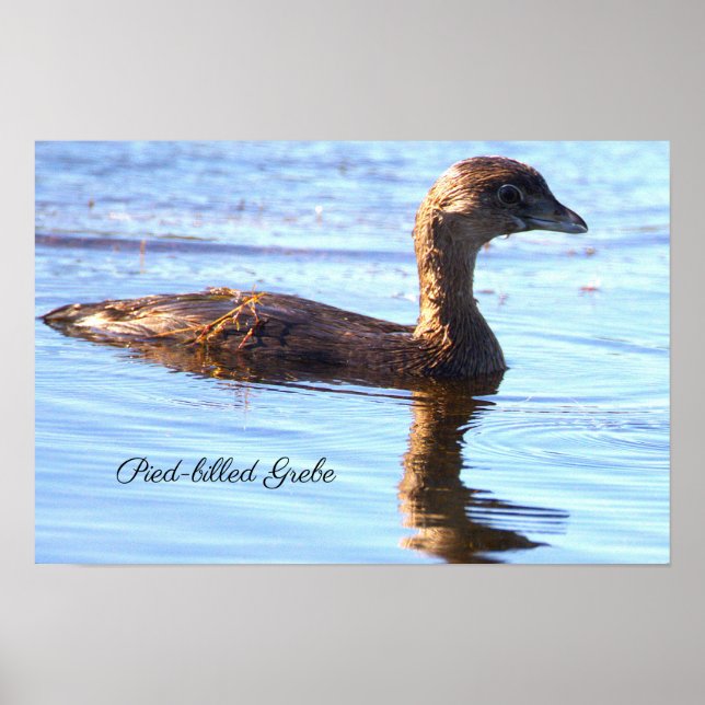 Pied-billed Grebe Bird Poster (Front)