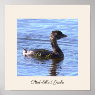Pied-billed Grebe Bird Poster