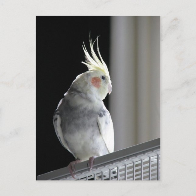 Pied Cockatiel Postcard (Front)
