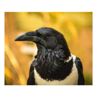 Pied Crow 24x20 Kodak Professional Photo  (Satin)