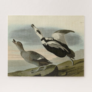 Pied Duck (Labrador Duck) Audubon Birds of America Jigsaw Puzzle