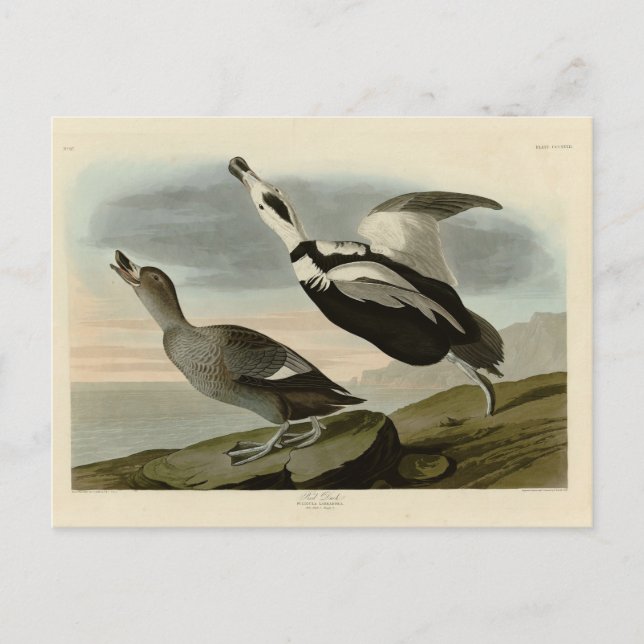 Pied Duck (Labrador Duck) Audubon Birds of America Postcard (Front)