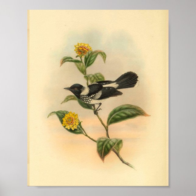Pied Flycatcher Black Bird Vintage Print (Front)